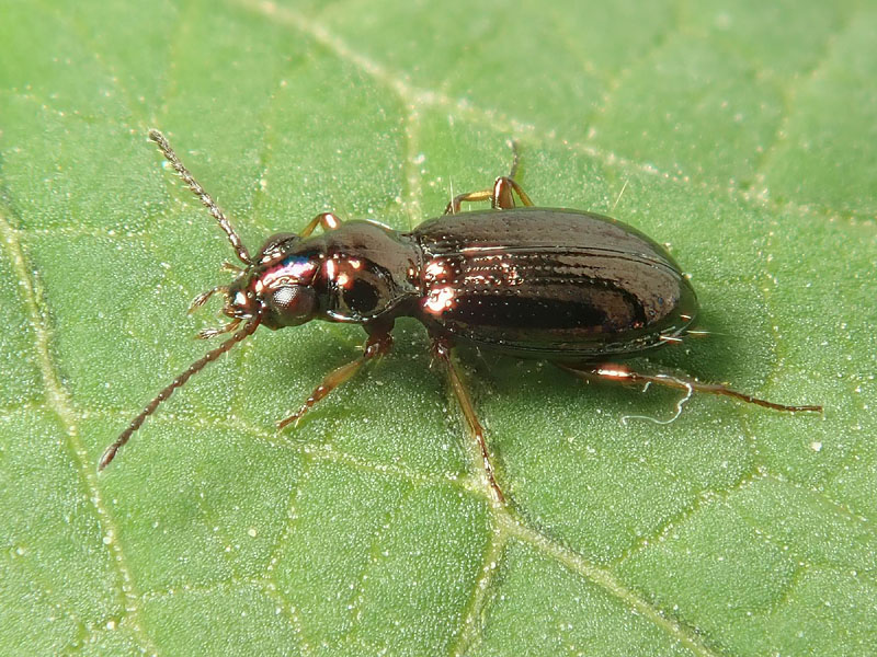 Carabidae: Metallina lampros? quasi... Metallina properans